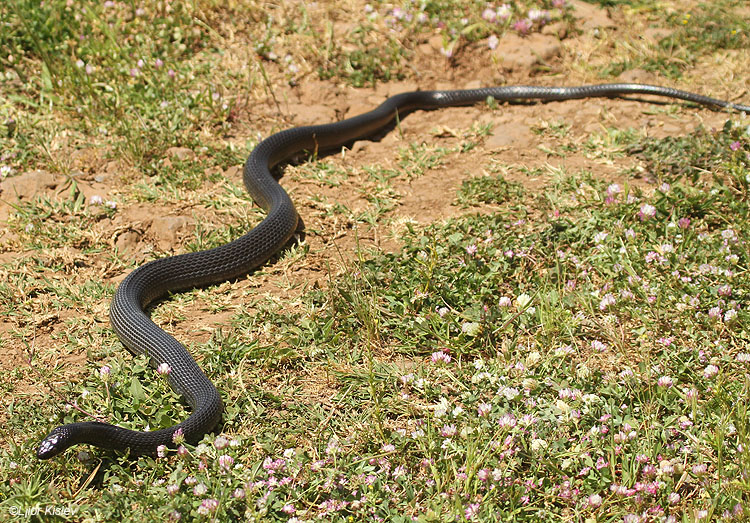  .   Black Whip Snake, Black Racer  Coluber jugularis  Bacha Valley, Golan ,Israel. Lior Kislev